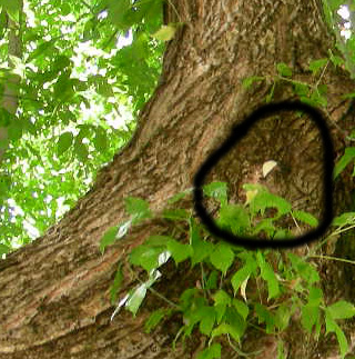 Eppure ti ho visto ...!!!(quiz)